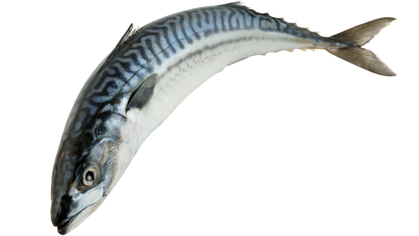 Health news Mackerel Fish and Do you know what are the top 10 Health benefits of Kanangeluthi Fish Health news Mackerel Fish and Do you know what are the top 10 Health benefits of Kanangeluthi Fish