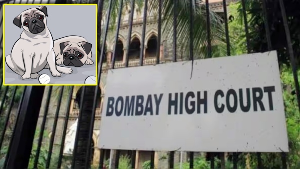 The Mumbai court has ordered that he should provide alimony not only to his wife but also to the 3 dogs he keeps