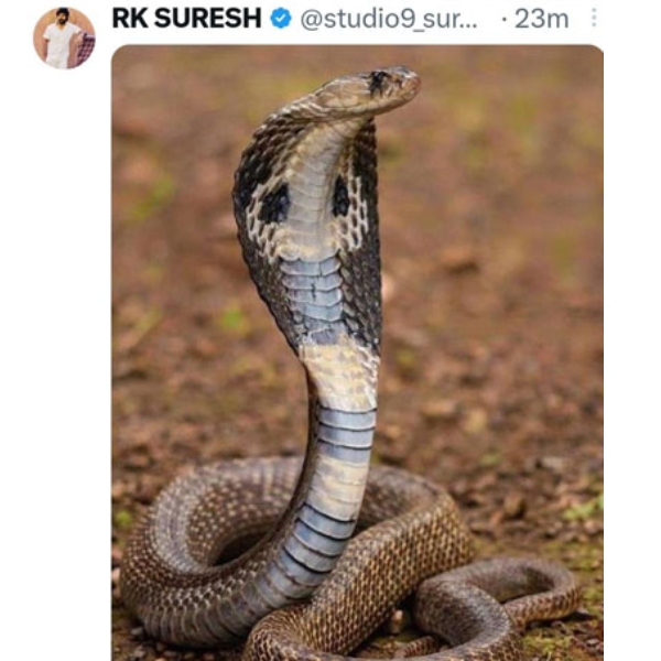 Actor R.K.Suresh posted King Cobra imge in his twitter 