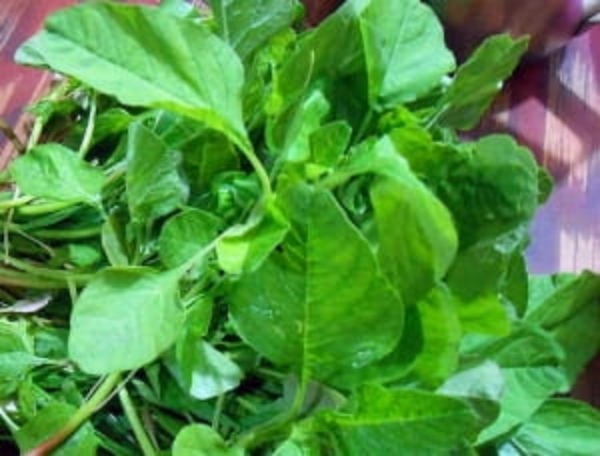 Health Benefits of Mulai Keerai and Do you know Mulai Keerai is the Fantastic food for women 