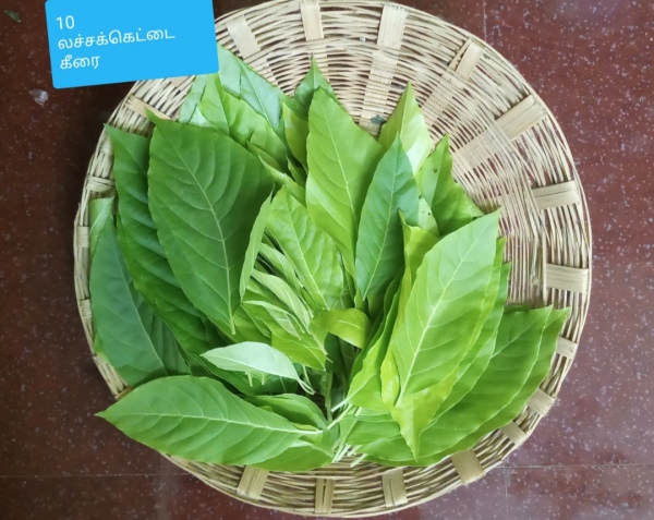 Health Medicinal Benefits of Lacha Kottai Keerai and Do you know Latcha Kottai Keerai is vy useful for Men