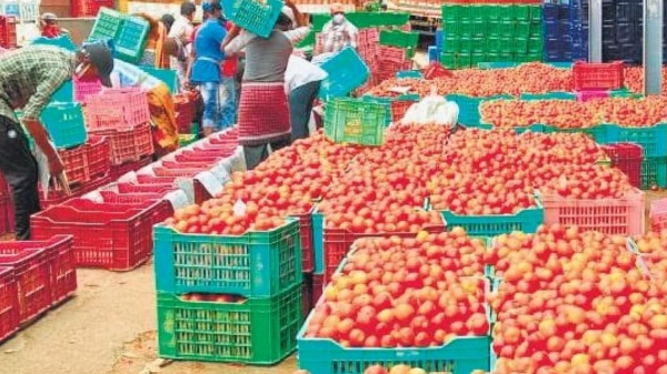 Central government explanation on when tomato prices will come down 