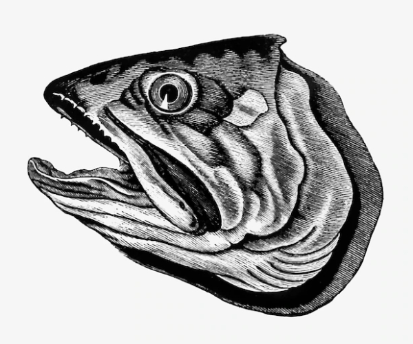 health surprise benefits of Fish Egg and Do you know How useful Fish Eggs are health surprise benefits of Fish Egg and Do you know How useful Fish Eggs are