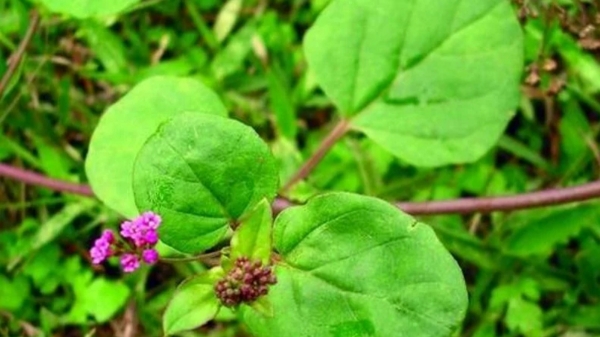 Excellent Health benefits of Mookirattai Keerai and It is the best diet for weight loss