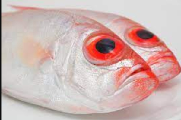 Health benefits of fish and can be added under vegetarian, asks governor tamilisai soundararajan 