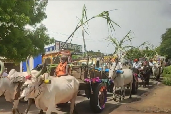 good motivation and uncle given seer varisai bullock carts culture in Madurai Usilampatti good motivation and uncle given seer varisai bullock carts culture in Madurai Usilampatti