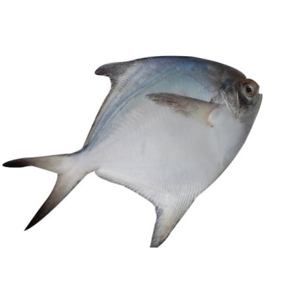 Wonder Health benefits of pomfret fish and It is the best diet for losing weight 