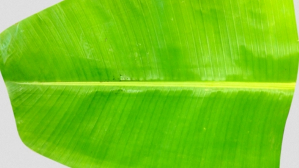 Health uses of Banana Leaf and what are the health benefits of banana leaf bath Health uses of Banana Leaf and what are the health benefits of banana leaf bath
