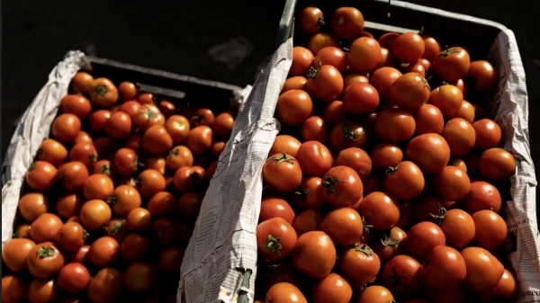 Is panic buying also a reason behind the rise in the price of Tomato, Dal, and Fish in Tamil Nadu? 