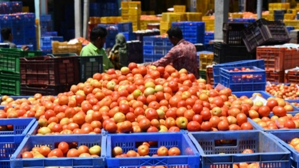 tomato price latest update: A tomato farmer in Karnataka has hit the jackpot just 20 box 