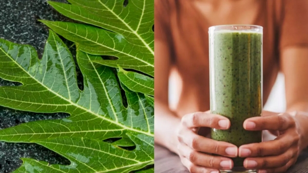 How to do papaya leaf dicoction? 