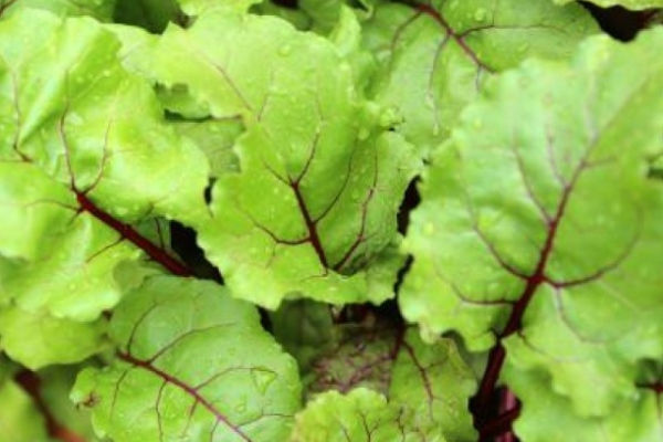 Health uses of Beetroot Leaves and do you know what are the Health tips using with beetroot leaves