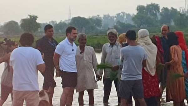 Congress leader Rahul Gandhi helps to plant paddy in Haryana and drove tractor Congress leader Rahul Gandhi helps to plant paddy in Haryana and drove tractor