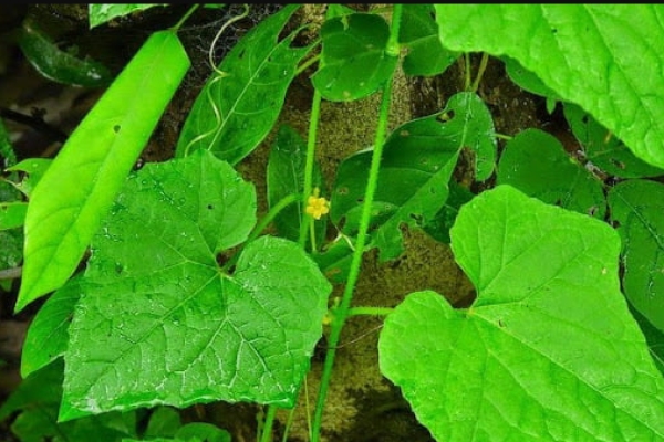 Health Amazing uses of Musumusukkai Keerai and what are the medicinal benefits of Mosumosukkai Keerai Health Amazing uses of Musumusukkai Keerai and what are the medicinal benefits of Mosumosukkai Keerai