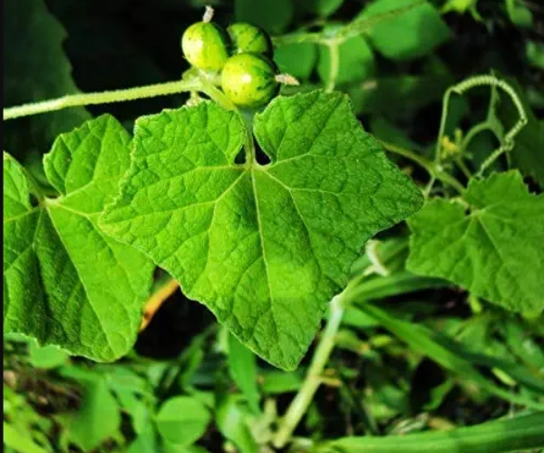 Health Amazing uses of Musumusukkai Keerai and what are the medicinal benefits of Mosumosukkai Keerai Health Amazing uses of Musumusukkai Keerai and what are the medicinal benefits of Mosumosukkai Keerai