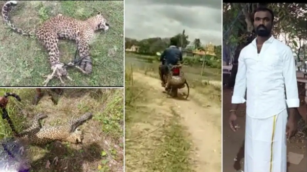  After the Attack Man tied the limbs of the leopard and ferried it on his motor bike at Hassan in karantaka
