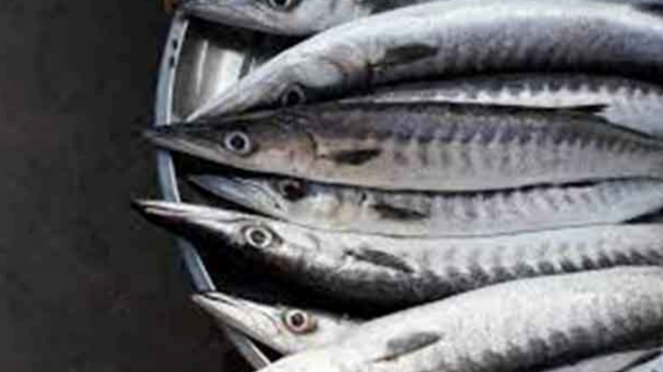 Health Specialities of Sheela Fish and Do you know what are the top 10 Health uses of Cheela Fish 