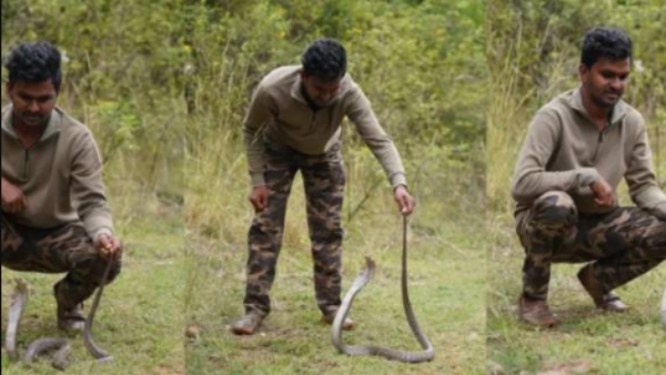 Can Snakes take Revenge and Do you know why are snakes important to humans 