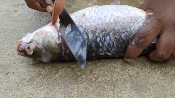 Health Amazing Tips Do you know how to clean Fish and what are the Secrets in the Fish Cleaning Health Amazing Tips Do you know how to clean Fish and what are the Secrets in the Fish Cleaning