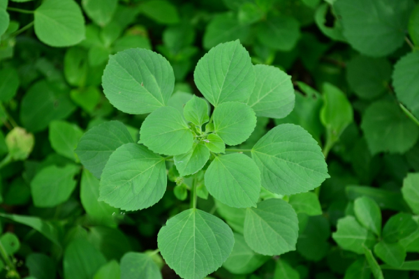 Amazing health benefits of Kuppai Meni 