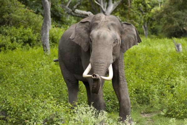 Yanai Kanavil vanthal Enna Palan: Elephant dream meaning in tamil Yanai Kanavil vanthal Enna Palan: Elephant dream meaning in tamil