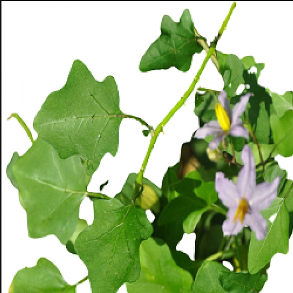 Health Uses of Thuthuvalai Leaf and What are the Medicinal benefits in Solanum Trilobatum