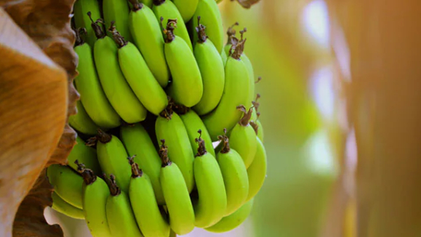 What are the health benefits of Vazhakkai (Raw Banana)? 