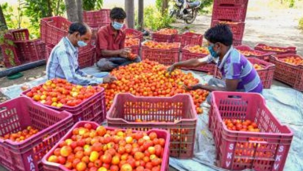 Uttar Pradesh BJP Minister says if no eat tomato the price will automatically come down