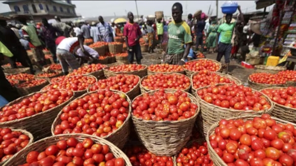 People are shocked as the price of tomato has touched Rs.100 again People are shocked as the price of tomato has touched Rs.100 again