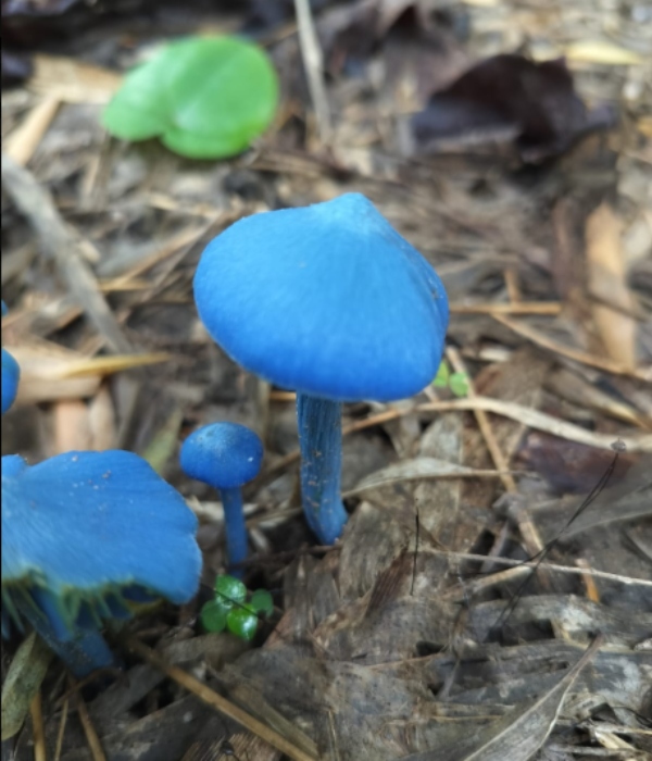Rare Sky blue mushrooms first time spotted in Telangana 