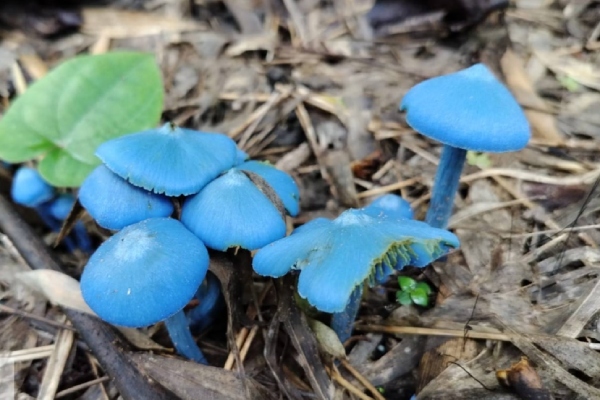 Rare Sky blue mushrooms first time spotted in Telangana 