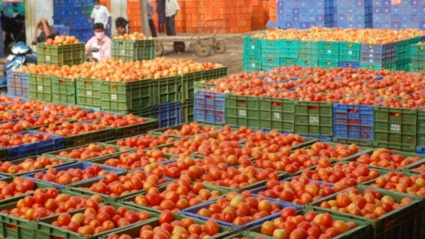 Tomato price touches the peak again in chennai koyambedu market 