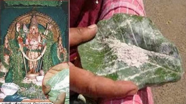 Tiruchendur Panneer ilai Vibhuti important and Benefits: Vibhuti cures incurable diseases Tiruchendur Panneer ilai Vibhuti important and Benefits: Vibhuti cures incurable diseases