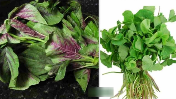 Health Benefits of Thandu Keerai and Do you know Amaranth is the Excellent food for women Health Benefits of Thandu Keerai and Do you know Amaranth is the Excellent food for women