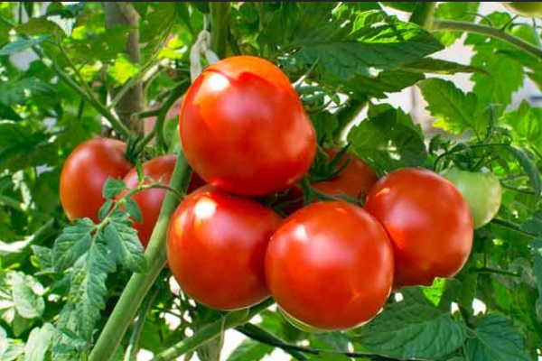  What are the best alternatives for Tomatoes as the price touched ₹200 per kg