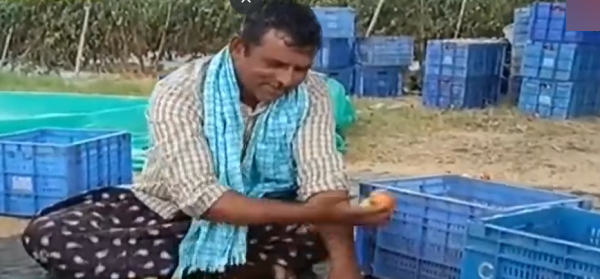 Andhra tomato farmer who earned Rs 4 crore in 45 day, secret he happily shared about his income Andhra tomato farmer who earned Rs 4 crore in 45 day, secret he happily shared about his income
