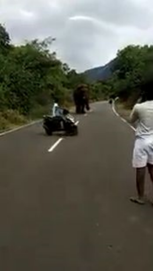  Netizens Demands strict against against youth who gave trouble to elephant