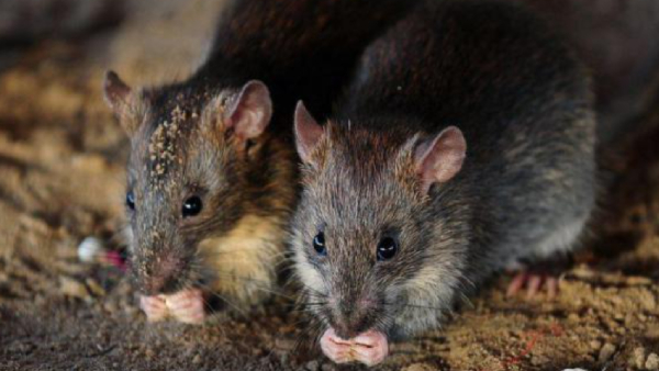 tamilnadu intensifies security measures in border districts amid rat flu outbreak in kerala 