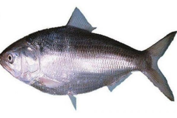 Health tips and do you know about the palasi fish, what happened near mamallapuram Health tips and do you know about the palasi fish, what happened near mamallapuram