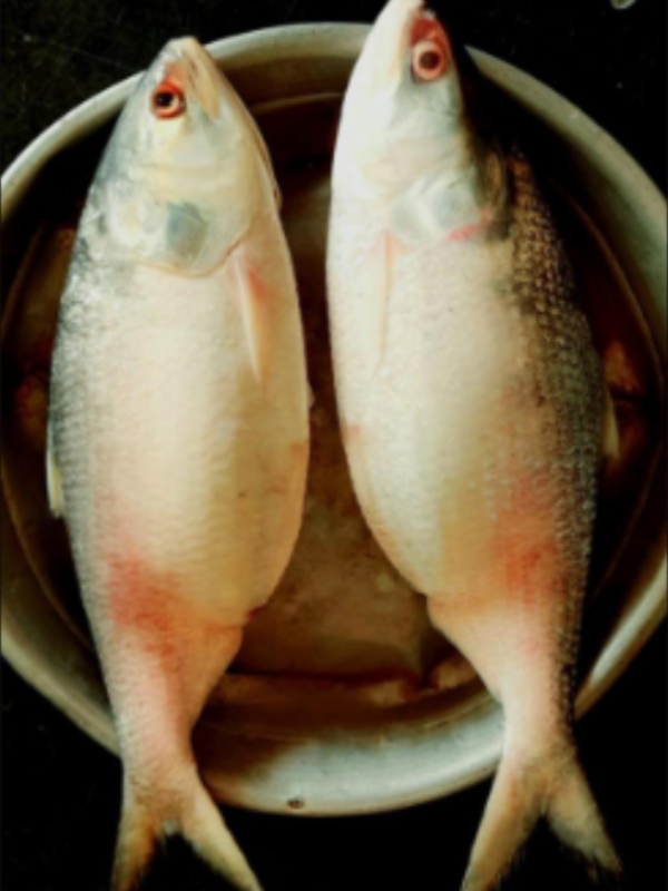 Health tips and do you know about the palasi fish, what happened near mamallapuram Health tips and do you know about the palasi fish, what happened near mamallapuram