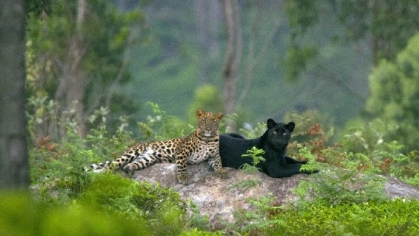 Black leopards mating with a red leopard found in Nilgris forest range: Photo goes trending 