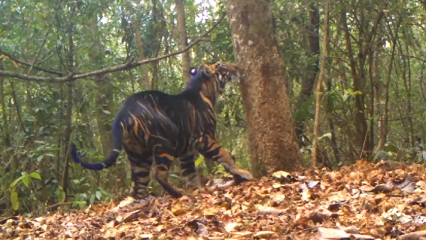 Black leopards mating with a red leopard found in Nilgris forest range: Photo goes trending 