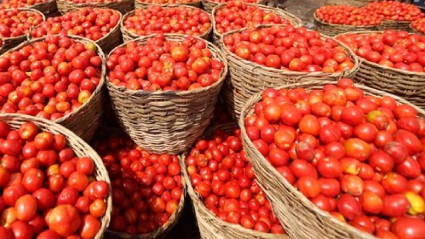 Tomato price hike again: Customers shocked as Rs 30 per kg increase in chennai Koyambedu 