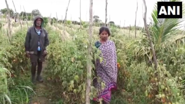 Woman Farmer complaint that 2.5 lakh rupees tomatoes were stolen by theives Woman Farmer complaint that 2.5 lakh rupees tomatoes were stolen by theives