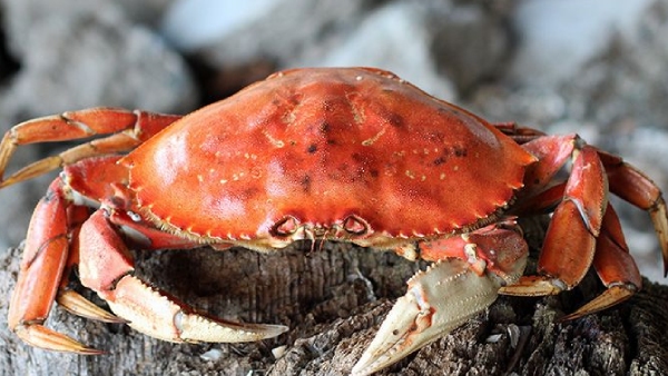 Health Amazing benefits of Crab and what are the Crab Medicinal uses 