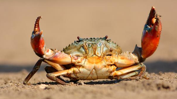 Health Amazing benefits of Crab and what are the Crab Medicinal uses 