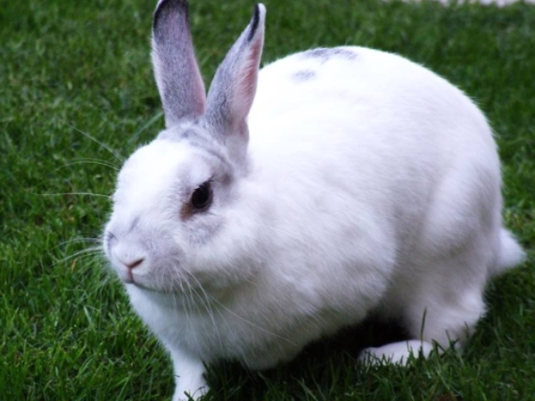 Muyal kanavil vanthal enna palan: Dreaming Of Rabbits Spiritual Meaning 