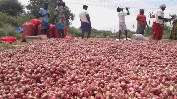 Small Onion Price Increased in Tamilnadu near Rs.200 after Tomato price hike Small Onion Price Increased in Tamilnadu near Rs.200 after Tomato price hike