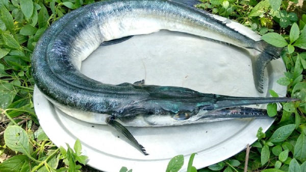Health Benefits of Mural Fish and Do you know Needlefish is the Best Healthy food