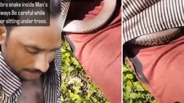 Man sleeping on a field escapes death after cobra slithers into his shirt. Watch nail-biting video Man sleeping on a field escapes death after cobra slithers into his shirt. Watch nail-biting video